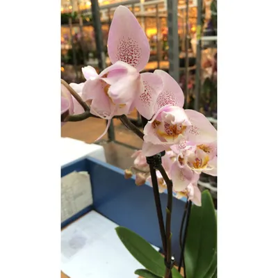 Фаленопсис (Phalaenopsis ) ph-69 пелорик — купить в интернет-магазине  Ангелок