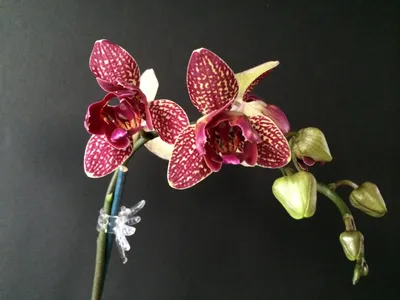 Орхидея Phal. Hybrid №500 peloric - купить, доставка Украина