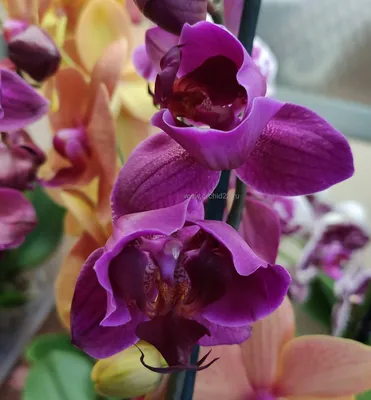 Орхидея Пелорик: фото и подробное описание растений, особенности цветения,  пересадки, размножения и другие тонкости ухода в домашних условиях