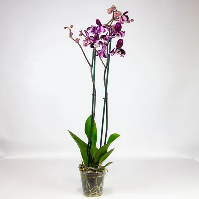 Орхидея Phalaenopsis Stellenbosch peloric