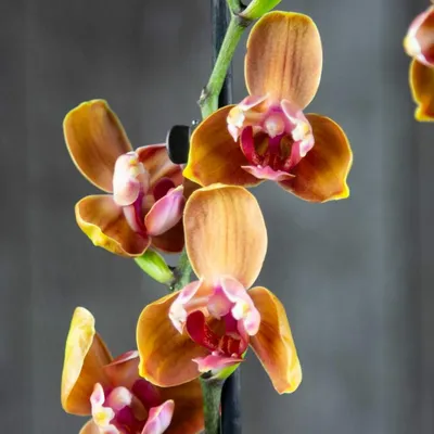 Орхидея Фаленопсис Пелорик Дороте 2 ст