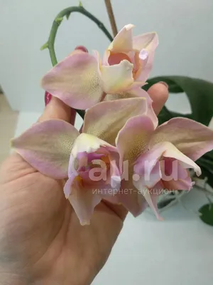 Орхидея Фаленопсис Пелорик Orange 2 ст, Живые растения в Москве, купить по  цене 6500 RUB, Цветы в горшках в LuxuryPlants с доставкой | Flowwow