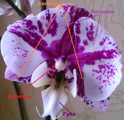 Орхидея Фаленопсис пелорик | купить на FlowersLand.by