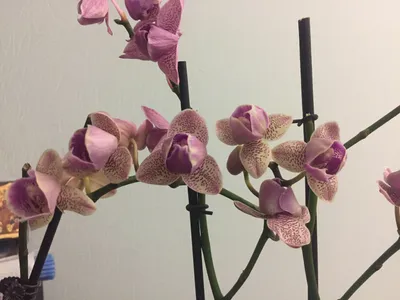 Орхидея Пелорик | Орхидея
