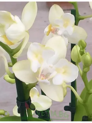 621 Phal. Sakura Peloric 2,5 - \"Чудесные орхидеи\"