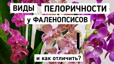 Орхидея Мултифлора Фаленопсис Пелорик