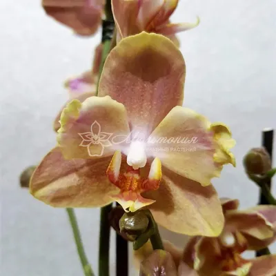 КАК отличить ОРХИДЕЮ БАБОЧКА ПЕЛОРИК ТРИЛИПС БАБУЛЕТКА БИГ ЛИП | мутация  орхидея orchid фаленопсис - YouTube