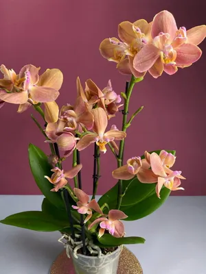 Гибридная орхидея пелорик купить