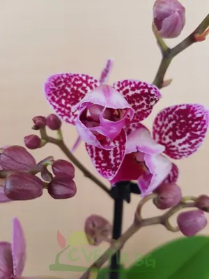 Орхидея Фаленопсис Монако пелорик купить в Москве с доставкой | Магазин  растений Bloom Story (Блум Стори)