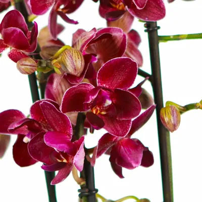 Фаленопсис пелорик орхидея О981 купить в Москве с доставкой - Корзина Цветов