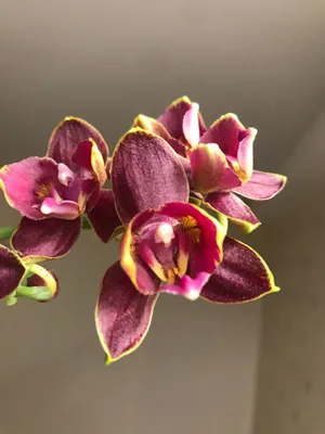 Орхидея Фаленопсис Пелорик \"Кимоно\" купить с доставкой