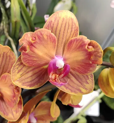 Phalaenopsis Tying Shin Phoenix peloric | Орхидеи, Орхидея, Цветы