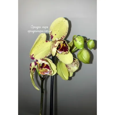 Орхидея Phalalaenopsis Bologna peloric