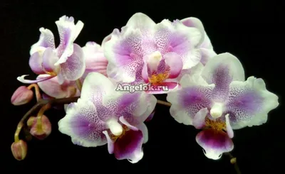 Фаленопсис бабочка (Phalaenopsis Amsterdam) пелорик — купить в  интернет-магазине Ангелок