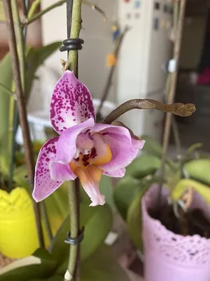 Орхидея пелорик: фото, разновидности и уход в домашних условиях | Орхидеи |  Постила