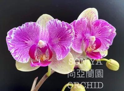 Орхидея пелорик Bubbles: 500 грн. - Комнатные растения Киев на Olx
