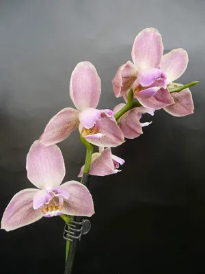 Орхидея Кимоно пелорик – купить в Москве, цена 1 200 руб., продано 30  сентября 2019 – Растения и семена