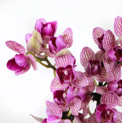 Орхидея Пепельно-розовый пелорик
