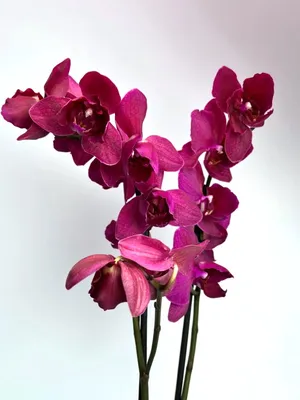 Орхидея Фаленопсис Монтрекс пелорик трилипс купить в Москве с доставкой |  Магазин растений Bloom Story (Блум Стори)
