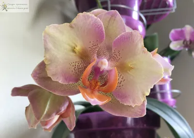 Орхидея Фаленопсис Пелорик \"Изабель\" розовая пятнистая 2 ст купить