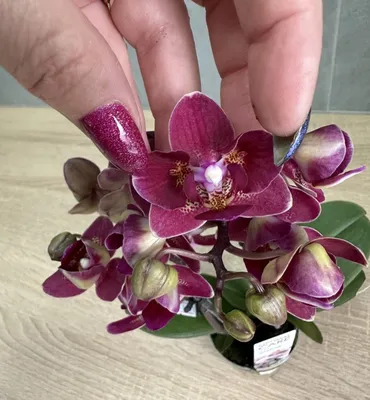 орхидея фаленопсис пелорик Кимоно – купить в Москве, цена 1 000 руб.,  продано 28 февраля 2020 – Растения и семена