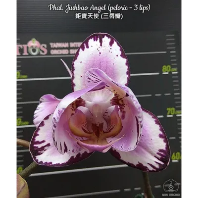 Первое цветение Легато пелора. Нежный радужный малыш Legato peloric, редкая  коллекционная орхидея - YouTube
