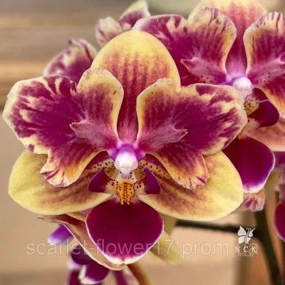 Орхидея Phal. Jiuhbao Angel peloric - купить, доставка Украина
