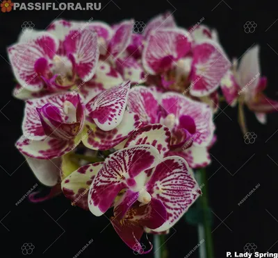 Орхидея (фаленопсис) PHAL. YELLOWTRIS PELORIC в размере 1,7  (ID#1506634037), цена: 335 ₴, купить на Prom.ua