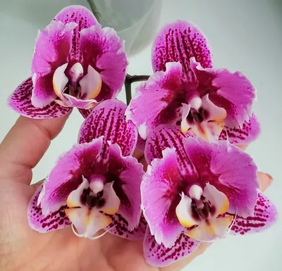 Орхидея Фаленопсис Пелорик Дороте