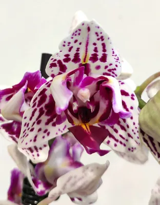 Phal. Miki Opera (peloric - 2 eyes) 2.5''