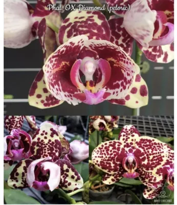 Видео Распаковка орхидей: Орхидея Фаленопсис пелорик! | Gusev Orchids