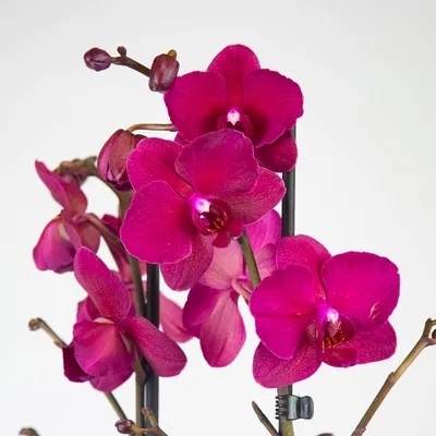 Орхидея Фаленопсис Формоза Кранбери Пелорик (Phalaenopsis Formosa Cranberry  Peloric)