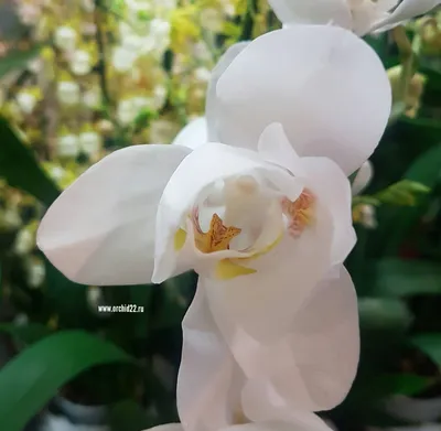 Орхидея Phalaenopsis