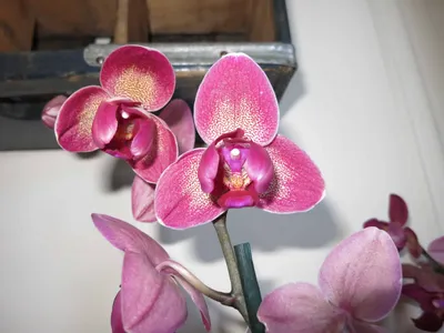 Орхидея фаленопсис гибридная купить