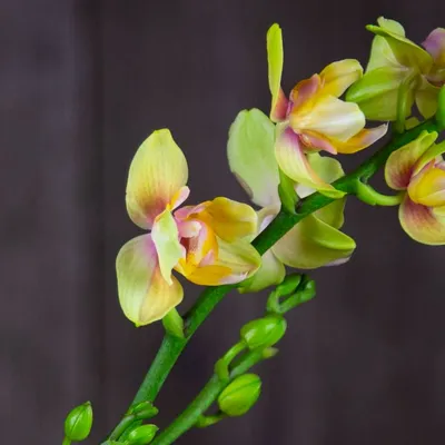 Цветущая орхидея пелорик🤩🌺 . Просто огромные цветы,очень огромные🤩 . 12  горшок, 1 цв Цена - 6500р❌❌❌ . ПЕРЕДЕРЖКИ НЕТ! УЧИТЫВАЙТЕ СВОИ… | Instagram