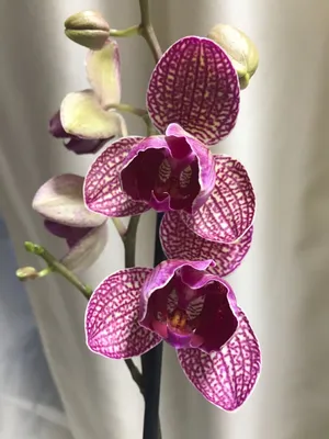 Фаленопсис пелорик (Phalaenopsis I-Hsin Spot Leopard “Peloric”) детка  Каталог орхидей - фаленопсисов, каттлей, ванд, дендробиумов со всего мира  от интернет магазина Ангелок