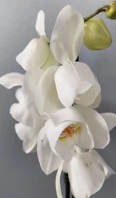 Орхидея пелорик - красивые фото