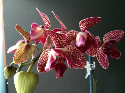 Орхидея Phalaenopsis Binti peloric (отцвёл)