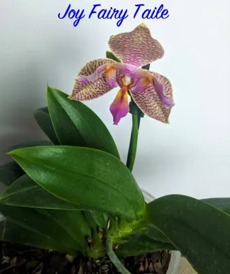 Орхидея фаленопсис мутант купить