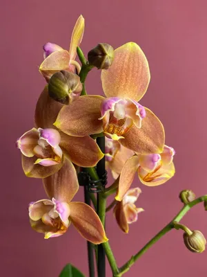 Орхидея Фаленопсис пелорик Брион Бабочка купить в Москве с доставкой |  Магазин растений Bloom Story (Блум Стори)