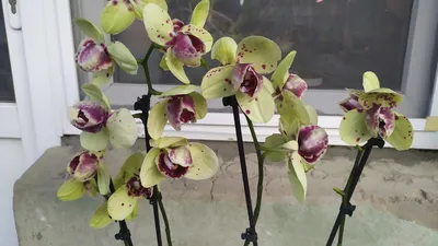 Calipso пелорик phalaenopsis orchid | Orchids, Phalaenopsis orchid,  Phalaenopsis