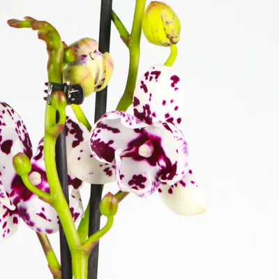 Phal. Аркадия пелорик #орхидея #орхидеяфаленопсис #орхидеямини  #орхидеямосква #орхидеядома #орхидеямини #орхидеяпарфюм #орхидеябабочка… |  Instagram