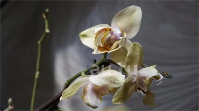 Архив Продам Joy Fairy Tale. орхидея пелорик. ✔️ 750 грн. ᐉ Другие  комнатные растения в Запорожье на BON.ua 70406147