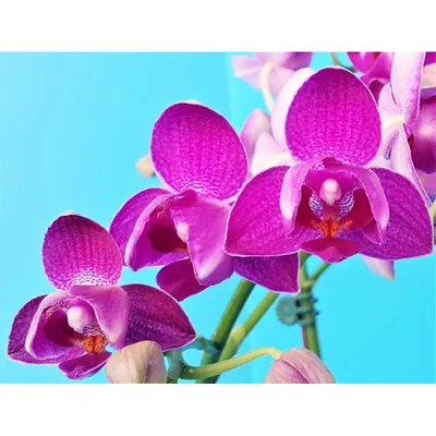 Орхидея фаленопсис Пелорик купить
