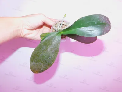 Обморожение листьев орхидеи как лечить, если листья замерзли
