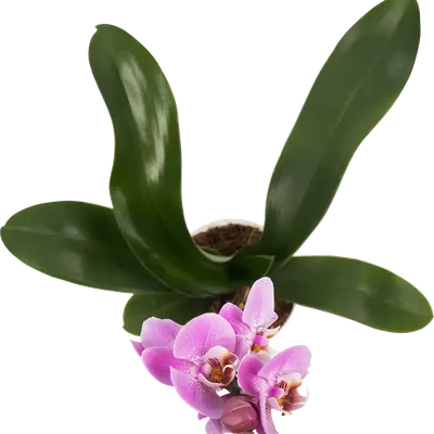 погибает орхидея - Форум - Фаленопсис - Орхидеи - Комнатные растения -  GreenInfo.ru