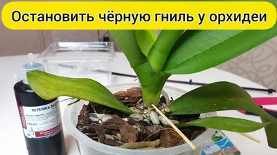 Орхидея подмерзла фото фото