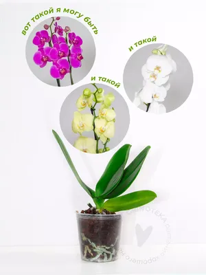 Силиконовый молд \"Орхидея большая\" 8*6,8 см › Магазин товарів для кондитерів
