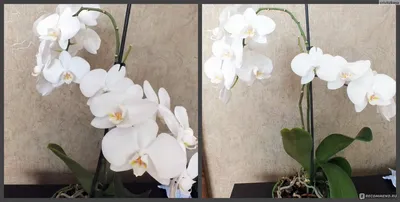 https://novorossiysk.leroymerlin.ru/product/orhideya-falenopsis-promo-12-h40-55-sm-13533092/