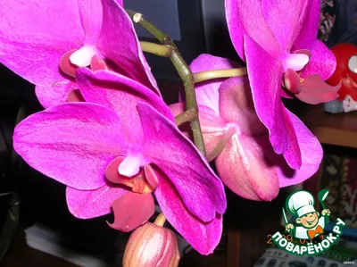Орхидея Фаленопсис - «Моя коллекция орхидей.» | отзывы